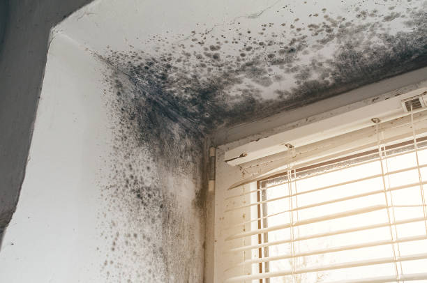 Affordable Commercial Mold Remediation solutions in Free Soil, MI